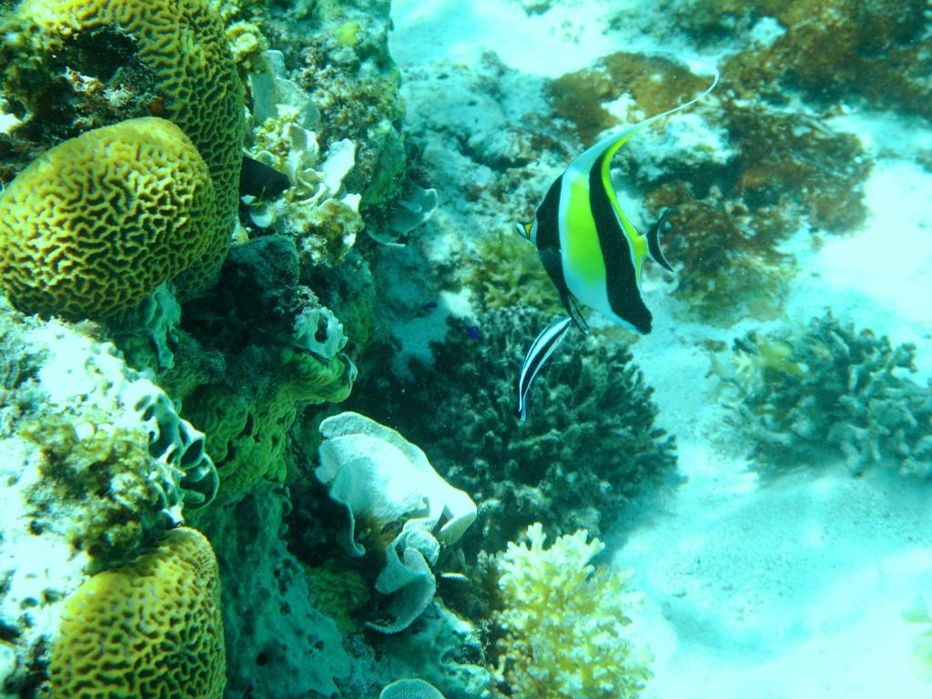 Salt Lake Lodge Savusavu Rom bilde
